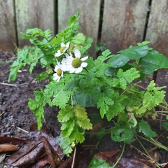 Tanacetum parthenium