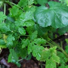 Tanacetum parthenium