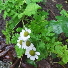 Tanacetum parthenium