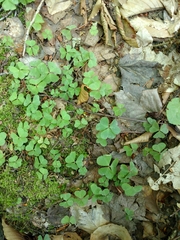 Oxalis montana image