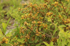 Calea sessiliflora
