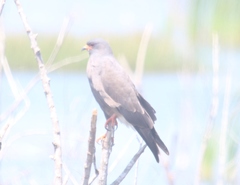 Rostrhamus sociabilis plumbeus