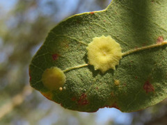 Andricus pattersonae