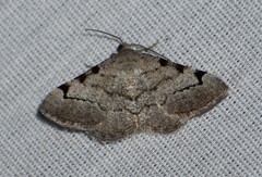 Digrammia triviata