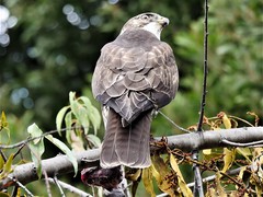Buteo albigula