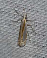Crambus harrisi