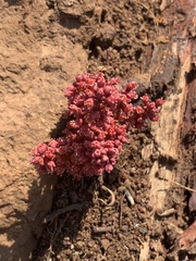 Lannea edulis edulis