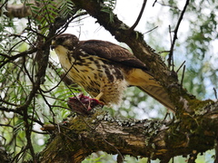 Buteo albigula