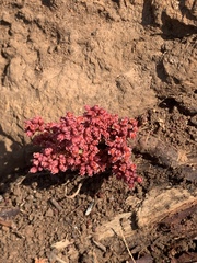 Lannea edulis edulis