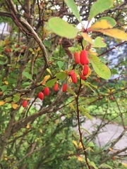 Berberis thunbergii
