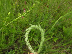 Phleum montanum