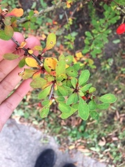 Berberis thunbergii