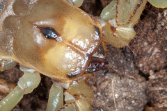 Anuroctonus phaiodactylus