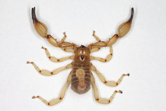 Anuroctonus phaiodactylus