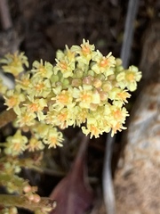 Lannea edulis edulis