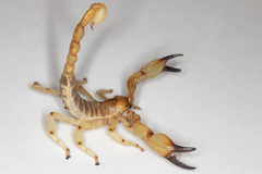 Anuroctonus phaiodactylus