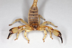 Anuroctonus phaiodactylus