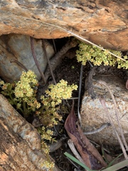 Lannea edulis edulis