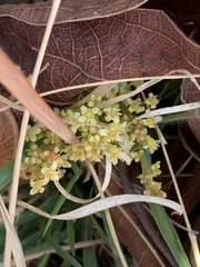 Lannea edulis edulis