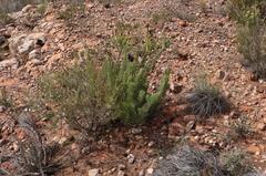 Paranomus roodebergensis