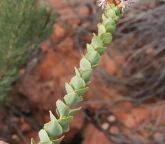 Paranomus roodebergensis