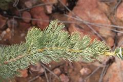 Paranomus roodebergensis