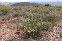 Paranomus roodebergensis