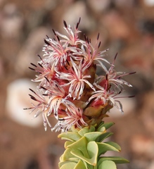 Paranomus roodebergensis