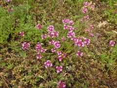 Thymus markhotensis