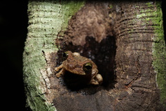 Osteocephalus oophagus