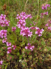 Thymus markhotensis