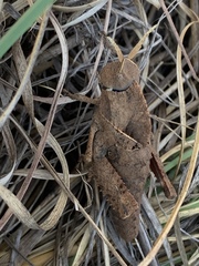 Lobosceliana