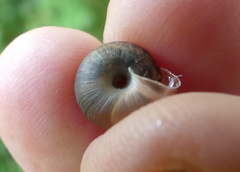 Trochulus striolatus