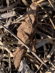 Lobosceliana