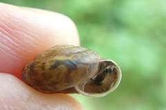 Trochulus striolatus