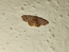 Lophophleps phoenicoptera