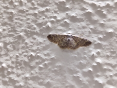 Lophophleps phoenicoptera