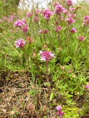 Thymus markhotensis