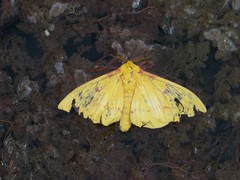 Eacles canaima