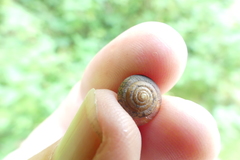 Trochulus striolatus