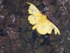 Eacles canaima