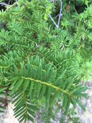 Taxus canadensis