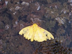 Eacles canaima