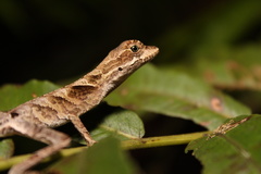 Anolis chrysolepis