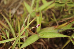Polygala paniculata