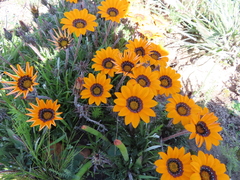 Gazania ciliaris