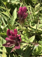 Castilleja rhexiifolia