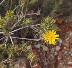 Berkheya angustifolia