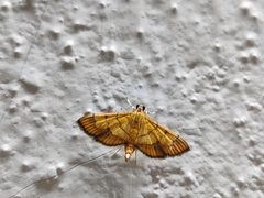 Isocentris
