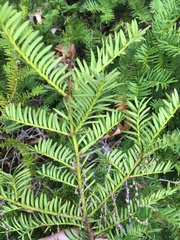 Taxus canadensis